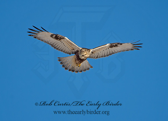 Buteo lagopus  ROUGH-LEGGED HAWK 9042331z