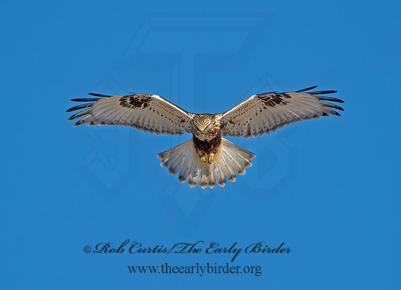 Buteo lagopus  ROUGH-LEGGED HAWK 9042338z