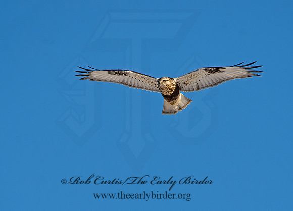 Buteo lagopus  ROUGH-LEGGED HAWK 9042344z