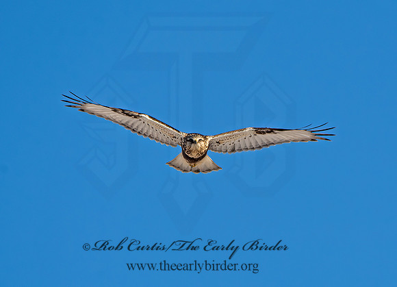 Buteo lagopus  ROUGH-LEGGED HAWK 9042345z