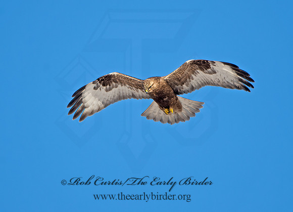 Buteo lagopus  ROUGH-LEGGED HAWK 9042178z