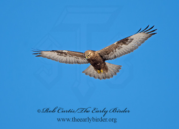 Buteo lagopus  ROUGH-LEGGED HAWK 9042179z