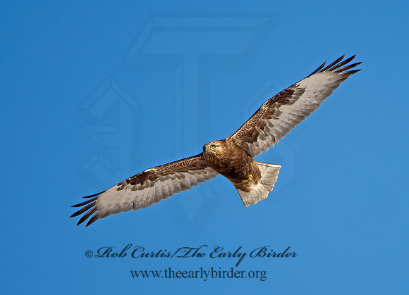 Buteo lagopus  ROUGH-LEGGED HAWK 9042098z