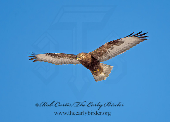 Buteo lagopus  ROUGH-LEGGED HAWK 9042100z