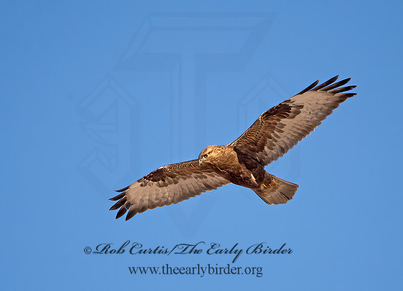 Buteo lagopus  ROUGH-LEGGED HAWK 9042209z