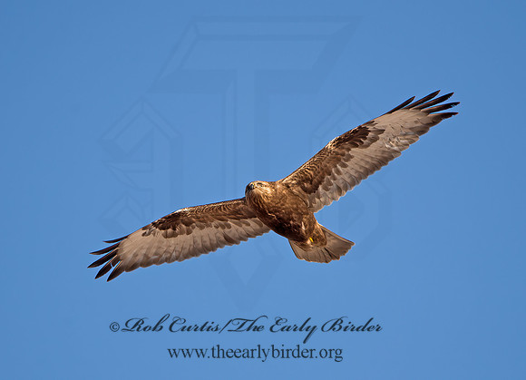 Buteo lagopus  ROUGH-LEGGED HAWK 9042208z