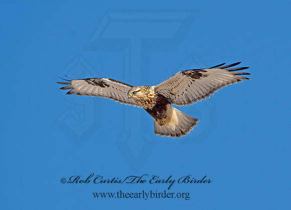 Buteo lagopus  ROUGH-LEGGED HAWK 9042318z