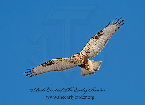 Buteo lagopus  ROUGH-LEGGED HAWK 9042317z