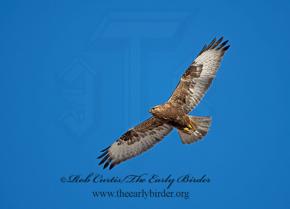 Buteo lagopus  ROUGH-LEGGED HAWK 9042177z