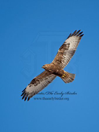 Buteo lagopus  ROUGH-LEGGED HAWK 9042184z