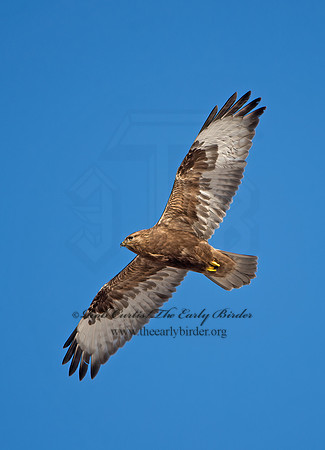 Buteo lagopus  ROUGH-LEGGED HAWK 9042185z