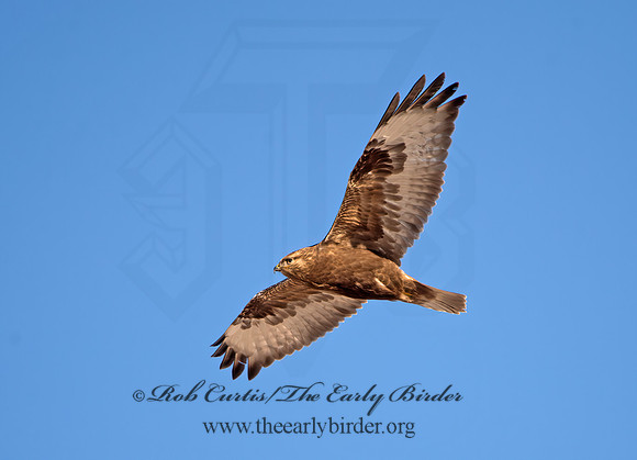 Buteo lagopus  ROUGH-LEGGED HAWK 9042210z