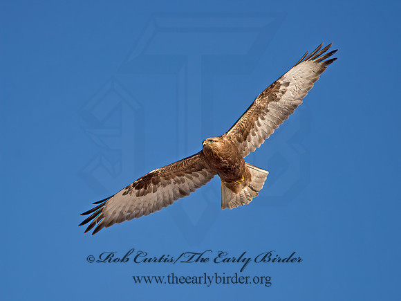 Buteo lagopus  ROUGH-LEGGED HAWK 9042224z