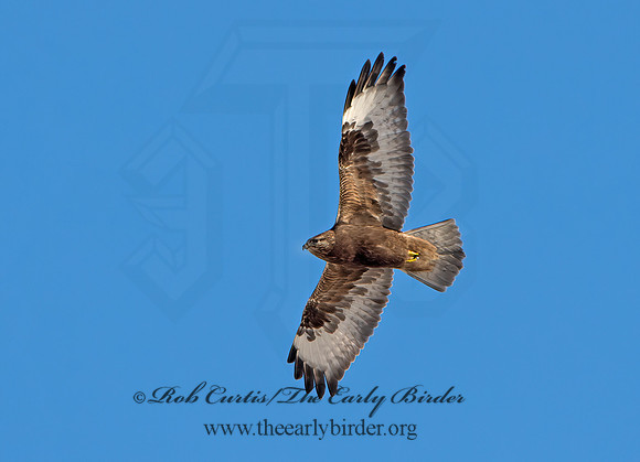 Buteo lagopus  ROUGH-LEGGED HAWK 9042245z