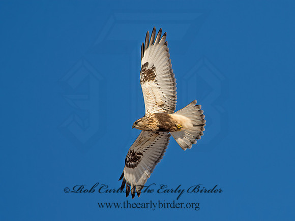 Buteo lagopus  ROUGH-LEGGED HAWK 9042324z