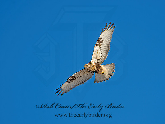 Buteo lagopus  ROUGH-LEGGED HAWK 9042335z