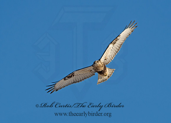 Buteo lagopus  ROUGH-LEGGED HAWK 9042341z