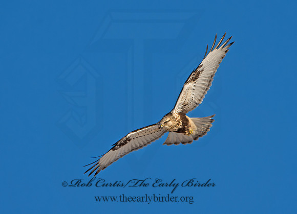 Buteo lagopus  ROUGH-LEGGED HAWK 9042322z