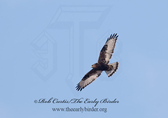 Buteo lagopus  ROUGH-LEGGED HAWK 6029550 z
