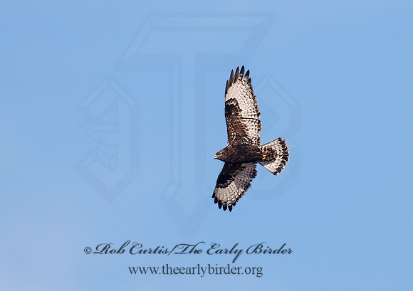 Buteo lagopus  ROUGH-LEGGED HAWK 6029552 z