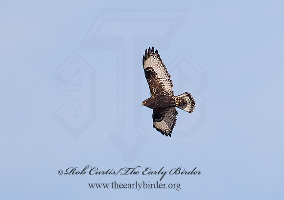 Buteo lagopus  ROUGH-LEGGED HAWK 6029548 z