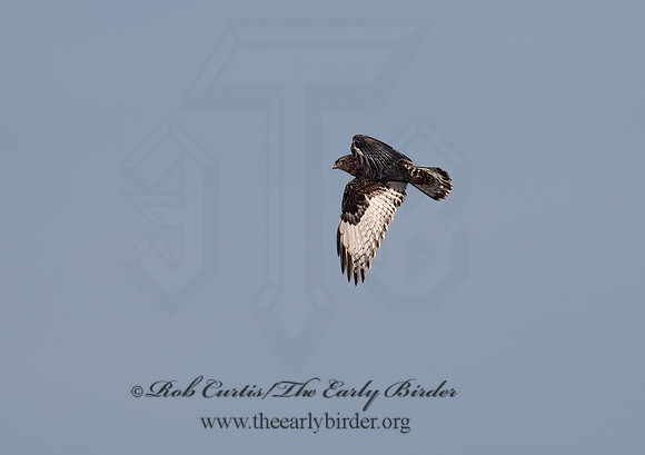 Buteo lagopus  ROUGH-LEGGED HAWK 6029543 z