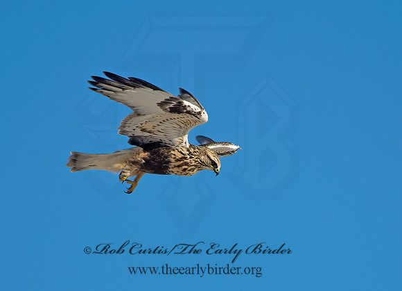 Buteo lagopus  ROUGH-LEGGED HAWK 9042305z