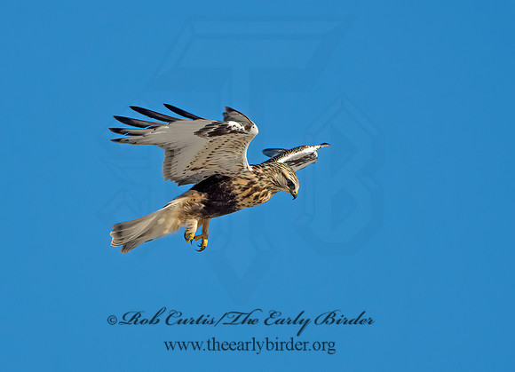 Buteo lagopus  ROUGH-LEGGED HAWK 9042306z