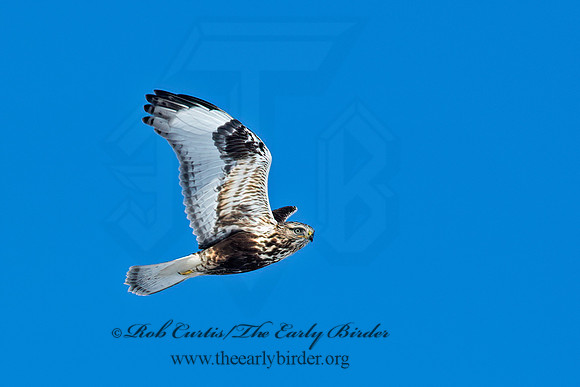 Buteo lagopus  ROUGH-LEGGED HAWK 6037590z