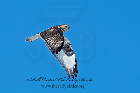Buteo lagopus  ROUGH-LEGGED HAWK 6037589z