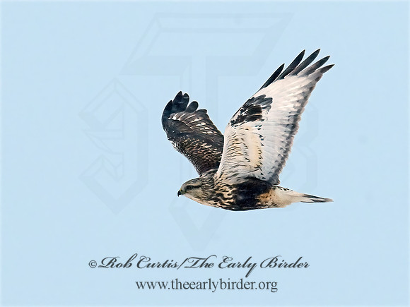 Buteo lagopus  ROUGH-LEGGED HAWK 7015794 z