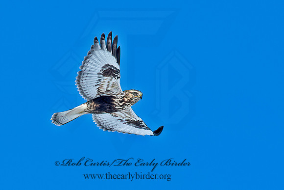 Buteo lagopus  ROUGH-LEGGED HAWK 6037591z