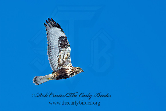 Buteo lagopus  ROUGH-LEGGED HAWK 6037597z