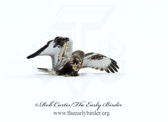 Buteo lagopus  ROUGH-LEGGED HAWK 8009687 z