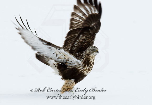 Buteo lagopus  ROUGH-LEGGED HAWK 7015734 z