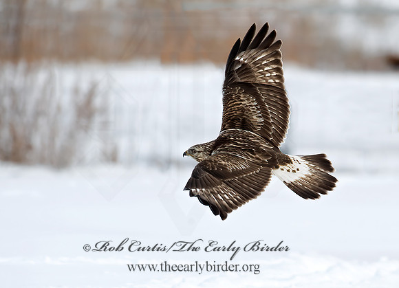 Buteo lagopus  ROUGH-LEGGED HAWK 8009695 z