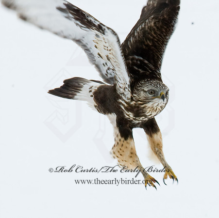 Buteo lagopus  ROUGH-LEGGED HAWK 7015735 z