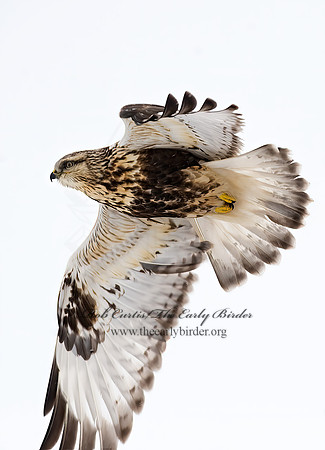 Buteo lagopus  ROUGH-LEGGED HAWK 8009704 z