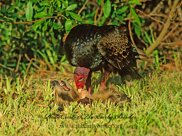 Cathartes aura  TURKEY VULTURE 258410z