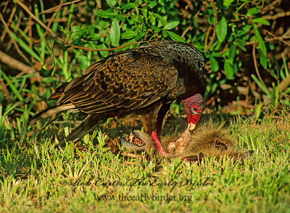 Cathartes aura  TURKEY VULTURE 258412z