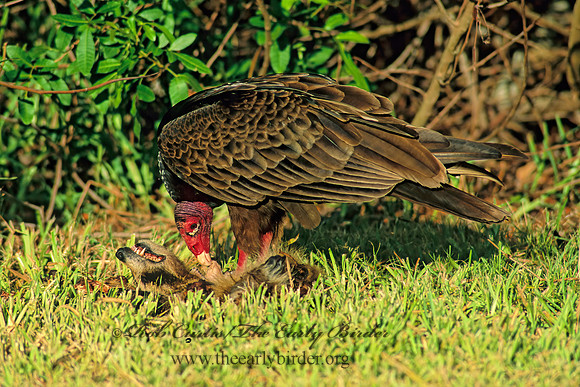 Cathartes aura  TURKEY VULTURE 258404z