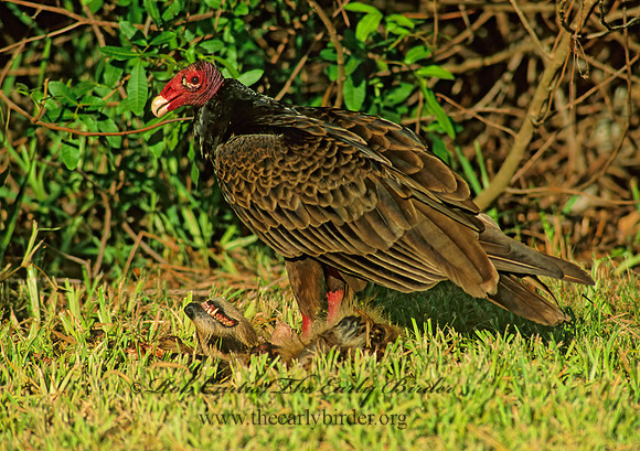 Cathartes aura  TURKEY VULTURE 258406z