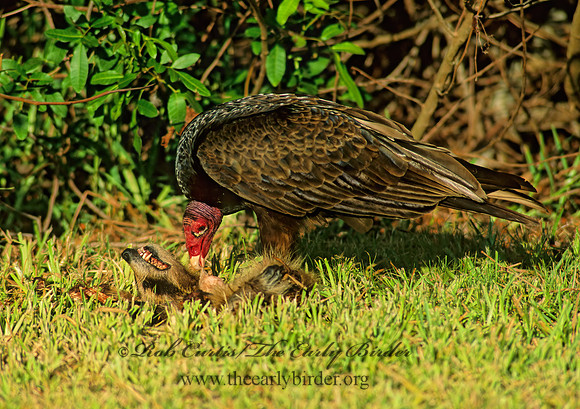 Cathartes aura  TURKEY VULTURE 258409z