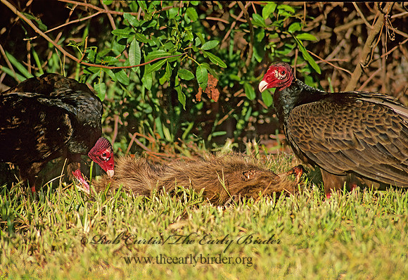 Cathartes aura  TURKEY VULTURE 258328z