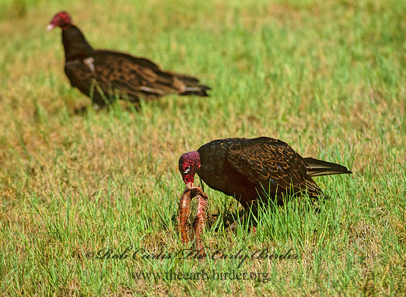 Cathartes aura  TURKEY VULTURE 274501z
