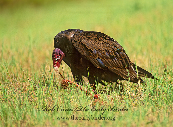 Cathartes aura  TURKEY VULTURE 274505z
