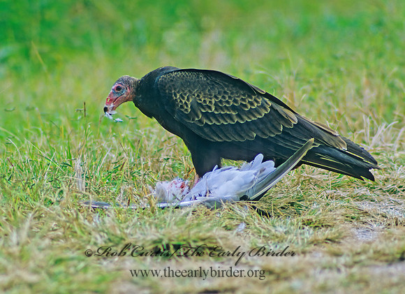 Cathartes aura  TURKEY VULTURE 7103z