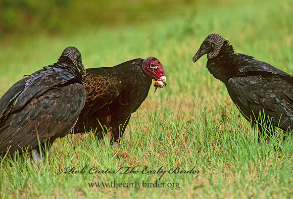 Cathartes aura  TURKEY VULTURE 274508z