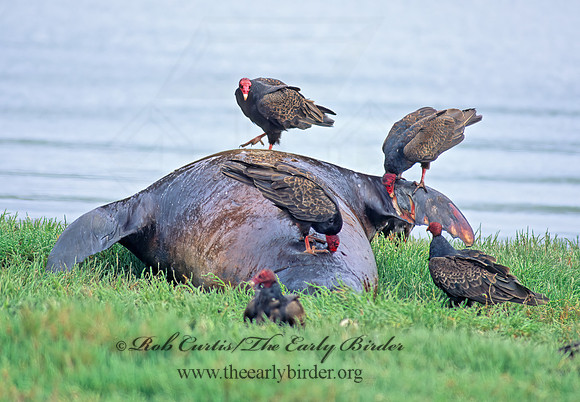 Cathartes aura  TURKEY VULTURE 129518z