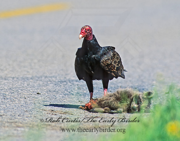 Cathartes aura  TURKEY VULTURE 86430z